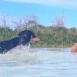 A dog and woman playing in shallow water
